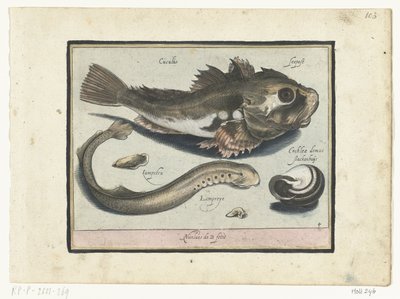Poon, lampreda e conchiglia da Nicolaes de Bruyn
