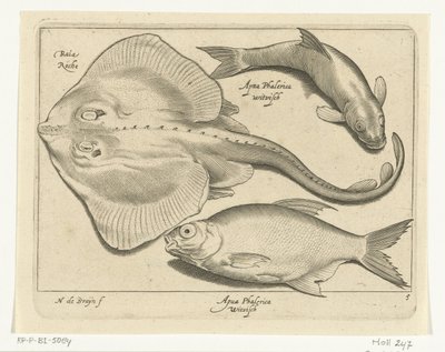 Rog, brasem e pesce bianco da Nicolaes de Bruyn