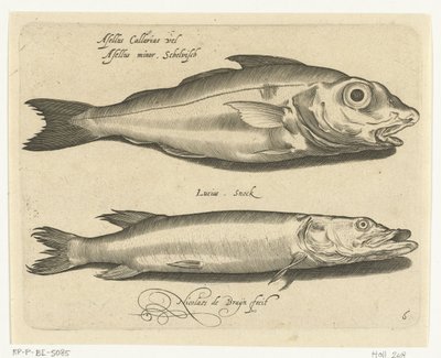 Merluzzo e luccio da Nicolaes de Bruyn