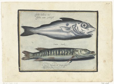 Merluzzo e luccio da Nicolaes de Bruyn