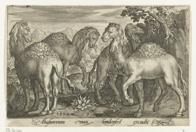 Quattro dromedari da Nicolaes de Bruyn