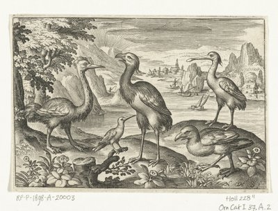Cinque uccelli tra cui un ibis da Nicolaes de Bruyn