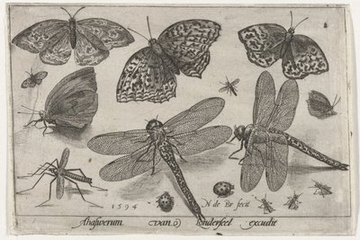 Farfalle e libellule da Nicolaes de Bruyn
