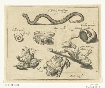 Serpente d
