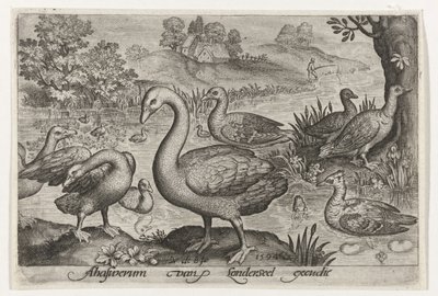 Cigno e oche e anatre vicino all