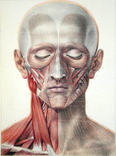 Muscolatura del viso, tavola da 