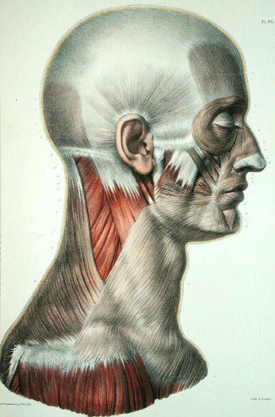 Muscolatura del viso, tavola da 