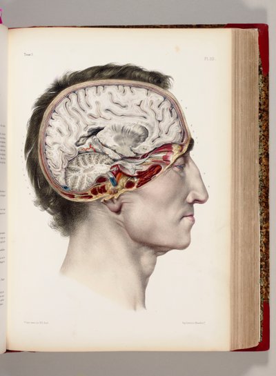 Una litografia colorata a mano di una testa dissezionata in profilo che mostra il cervello, da "Traité Complet de l