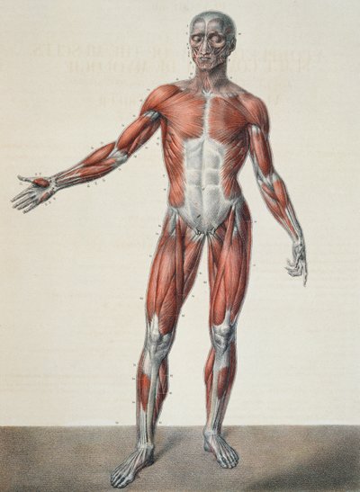 Anatomia del corpo umano, da 