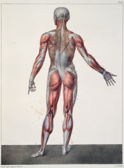 Anatomia del corpo umano, da 