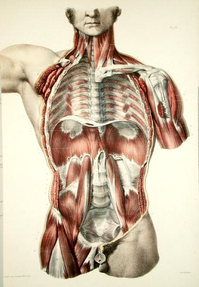 Torso scuoiato, tavola da 