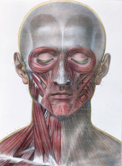 Muscolatura del viso, tavola da 