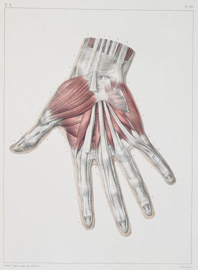 Muscolatura della mano, tavola da 