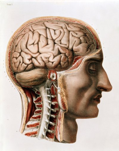 Il cervello, tavola da 