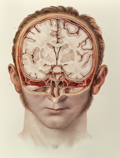 Il cervello, tavola da Traite Complet de l