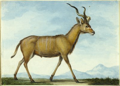 Un Kudu da Nicolas Hüet the Younger