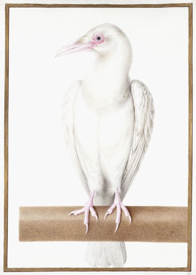 Corvo Albino da Nicolas Robert