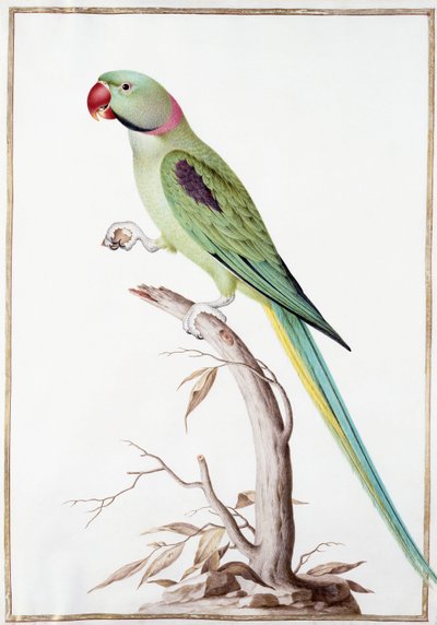 Parrocchetto Alessandrino da Nicolas Robert