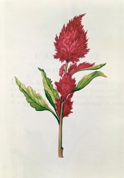 Amaranto, da 