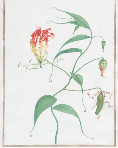 Gloriosa Superba Giglio rampicante, ca. 1660 da Nicolas Robert