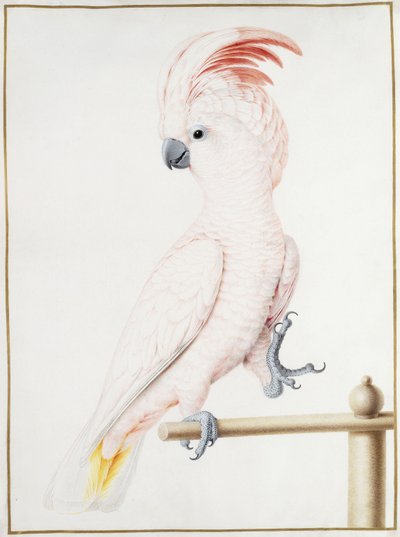 Cacatua di Major Mitchell da Nicolas Robert