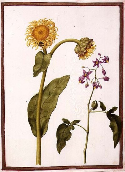 PD.109-1973.f11 (LtoR) Inula Helenium Decampanr e Solanum dulcamara (Amara Dulce) da Nicolas Robert