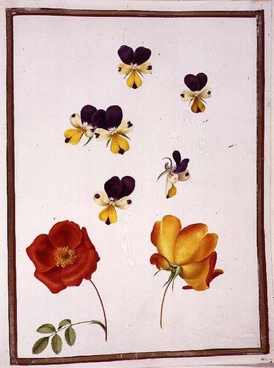 Sei teste di viole del pensiero e due Rosa Foetida (Briaro austriaco) da Nicolas Robert