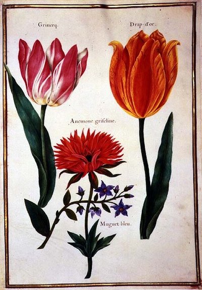 Due Tulipani 