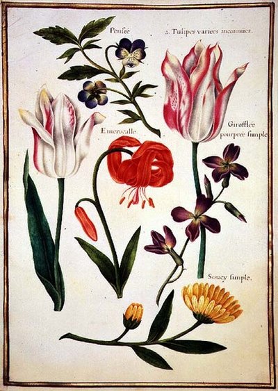 Due Tulipani 