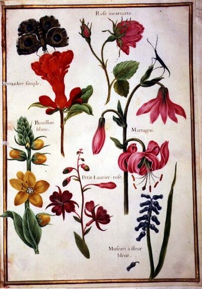 PD.109-1973.f43 Studi di fiori da Nicolas Robert