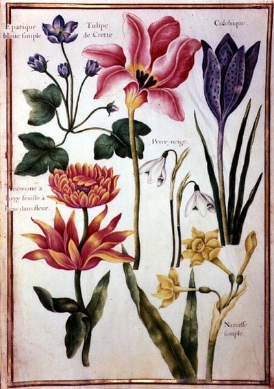 Studi di fiori da Nicolas Robert