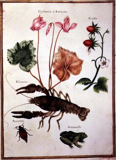Ciclamino, fragola alpina, un