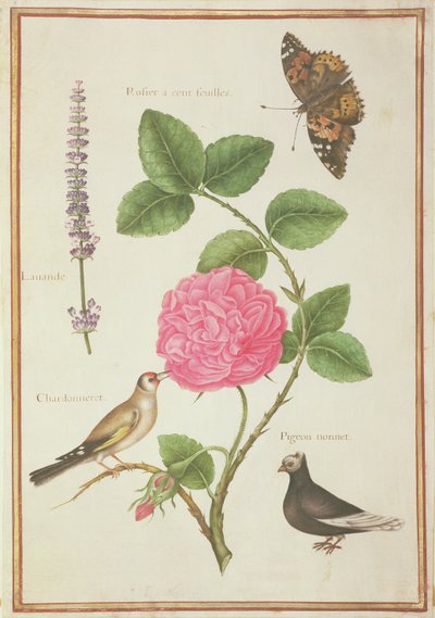 Centifolia Rosa, Lavanda, Farfalla Tartaruga, Cardellino e Piccione Crestato da Nicolas Robert