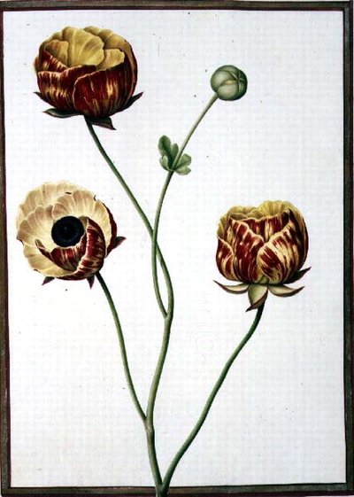 Ranunculus Asiaticus da Nicolas Robert