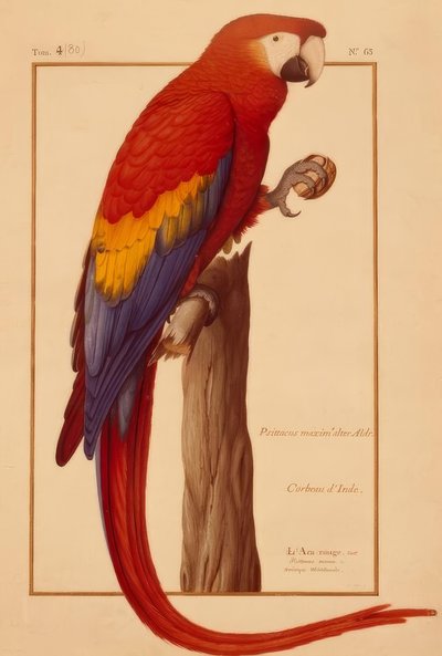 Psittacus maximus Aldr (ovandi) da Nicolas Robert