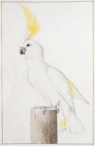 Cacatua ciuffogiallo da Nicolas Robert