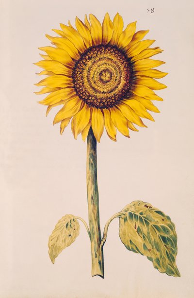 Girasole o Helianthus, da 