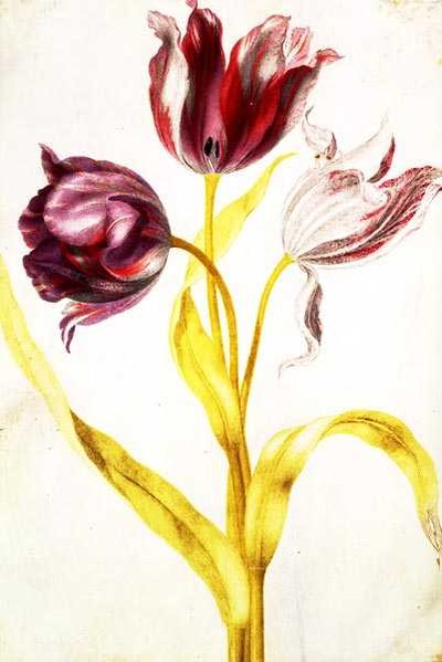 Tulipani, c.1675 da Nicolas Robert
