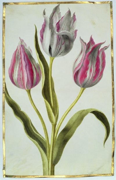Tulipani, c.1675 (guazzo su pergamena) da Nicolas Robert