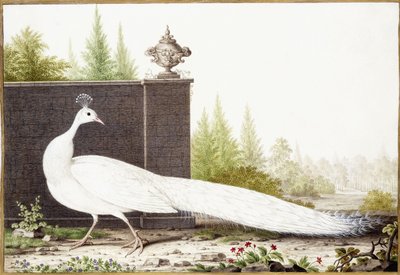 Pavone bianco da Nicolas Robert
