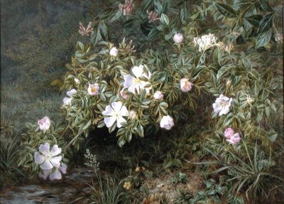 Studio di rose canine, c.1900 da Niels Pieter Rasmussen