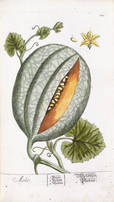 Un melone, c.1750-1765 da Nikolaus Friedrich Eisenberger