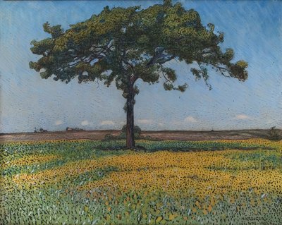 Giovane quercia da Nils Kreuger