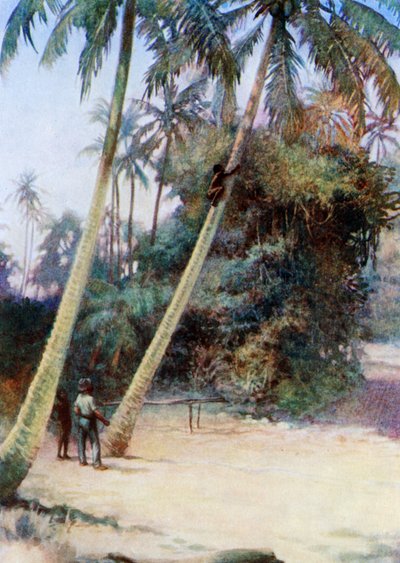 Arrampicarsi per le noci di cocco verdi, 1908 da Norman Hardy