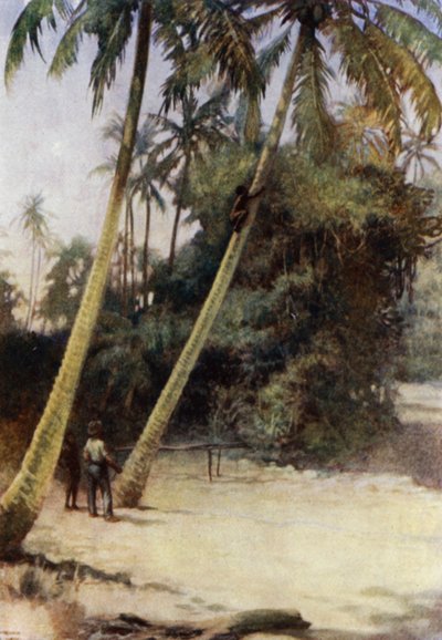 Ragazzo delle Isole Salomone che scala per raccogliere noci di cocco verdi, vicino a Gavutu, Nuova Florida da Norman Hardy
