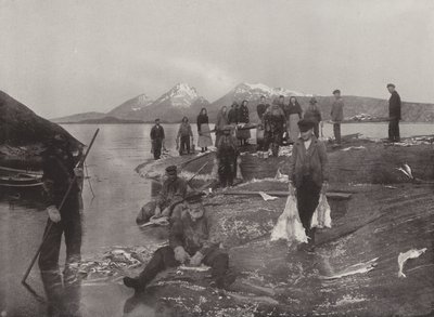 Lavaggio del pesce Klip da Norwegian Photographer