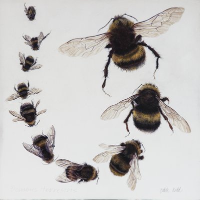 Bombus, 2015 (acrilico su legno gesso) da Odile Kidd