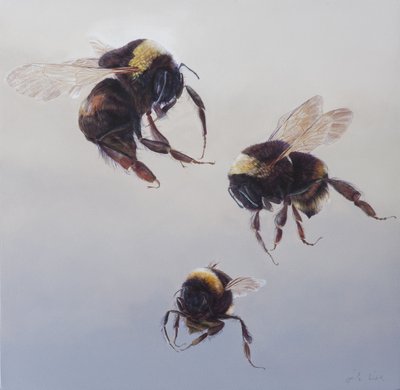 Bombus flight 1, 2011 (acrilico su legno) da Odile Kidd