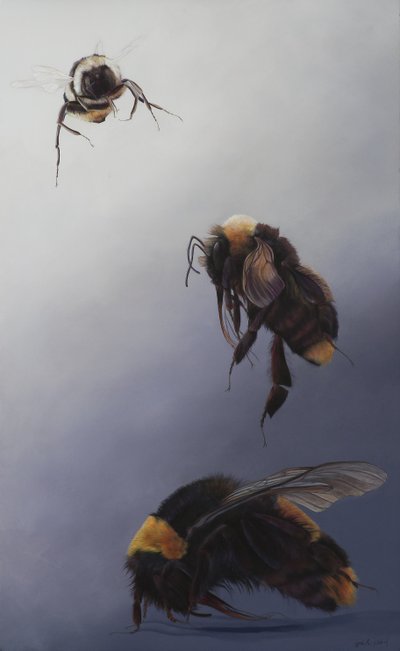 Bombus flight 2, 2011 (acrilico su legno) da Odile Kidd
