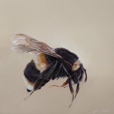 Bombus terrestis 8, 2013 (acrilico su legno) da Odile Kidd